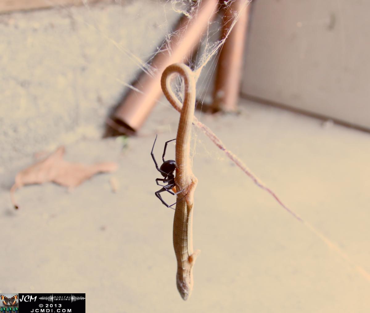 Black Widow vs (and EATS) Alligator Lizard